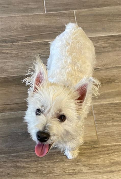 westie rescue of orange county